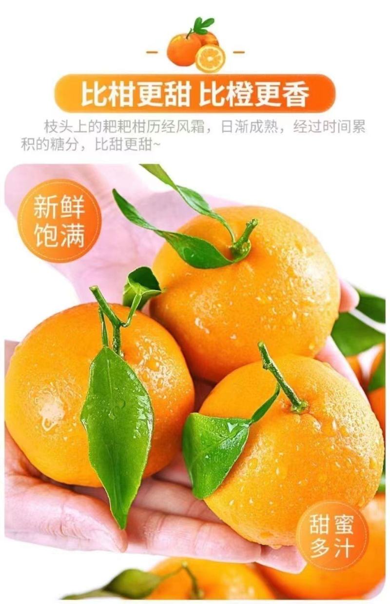 【大降价】四川眉山春见耙耙柑特级耙耙柑碰柑新鲜水果