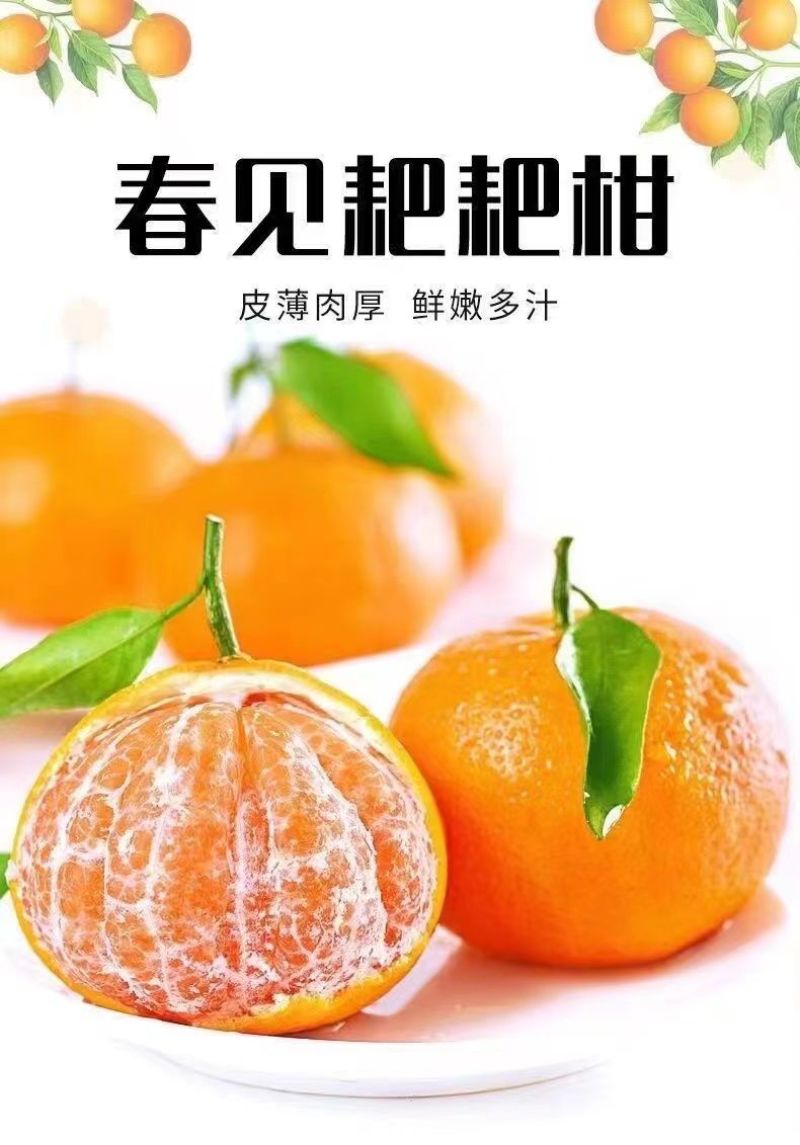【大降价】四川眉山春见耙耙柑特级耙耙柑碰柑新鲜水果