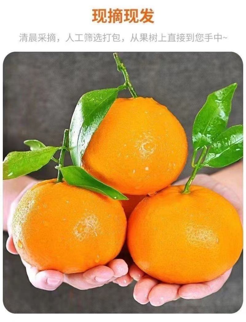 正宗四川春见耙耙柑薄皮新鲜产地供应批发欢迎订购