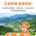 正宗四川春见耙耙柑薄皮新鲜产地供应批发欢迎订购