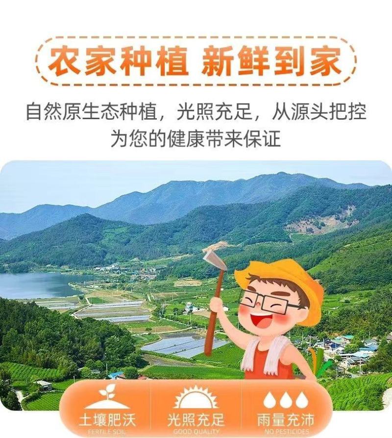 正宗四川春见耙耙柑薄皮新鲜产地供应批发欢迎订购