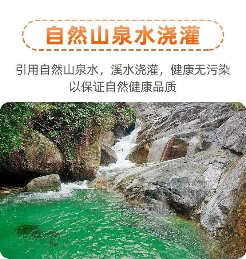 正宗四川春见耙耙柑薄皮新鲜产地供应批发欢迎订购