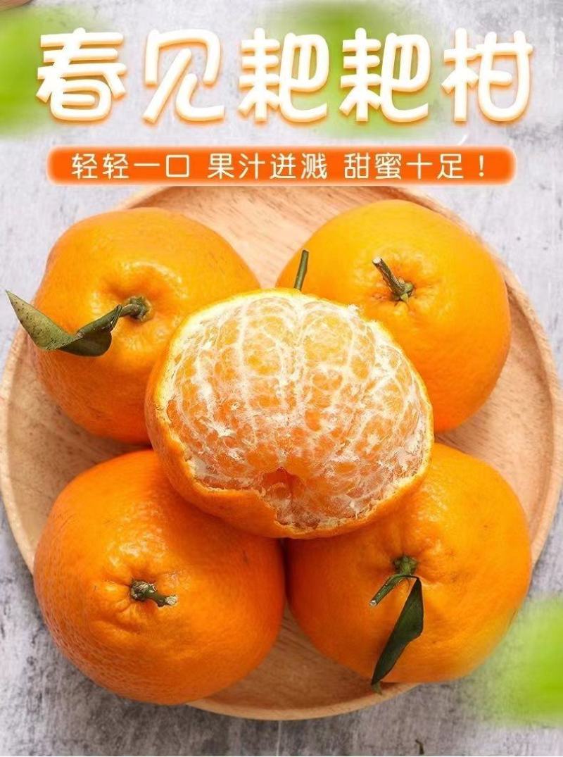正宗四川春见耙耙柑薄皮新鲜产地供应批发欢迎订购