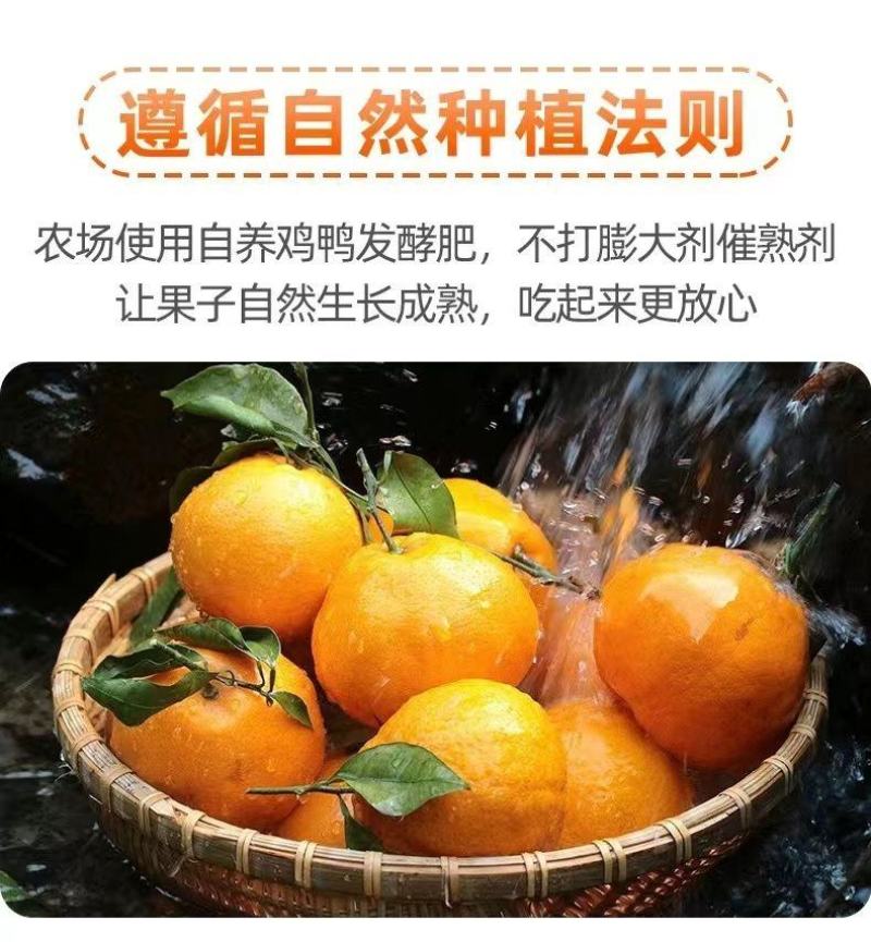 正宗四川春见耙耙柑薄皮新鲜产地供应批发欢迎订购