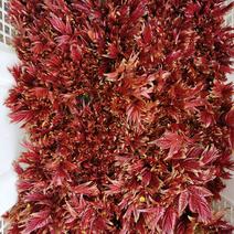 重庆露天红油香椿芽大量上市