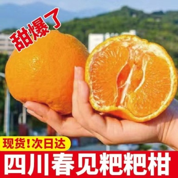 正宗四川春见耙耙柑薄皮新鲜产地供应批发欢迎订购