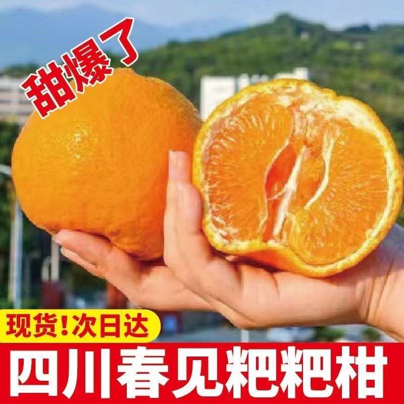 正宗四川春见耙耙柑薄皮新鲜产地供应批发欢迎订购