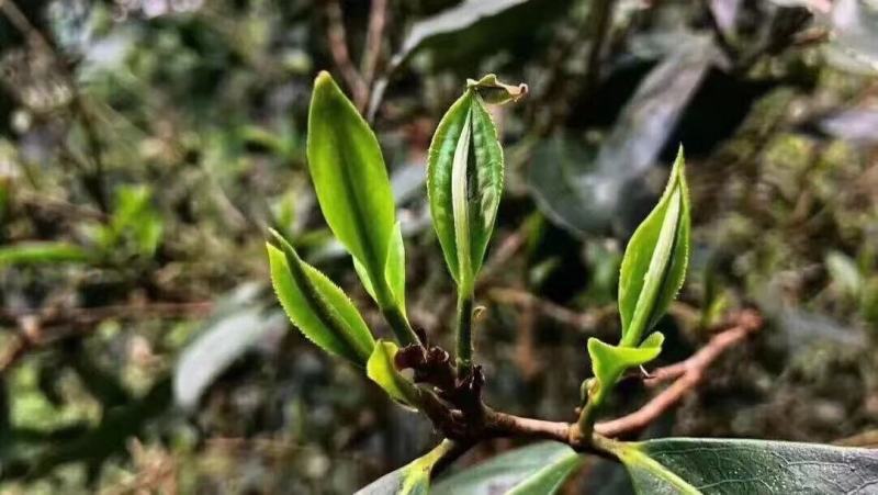 云南临沧白莺山古树茶