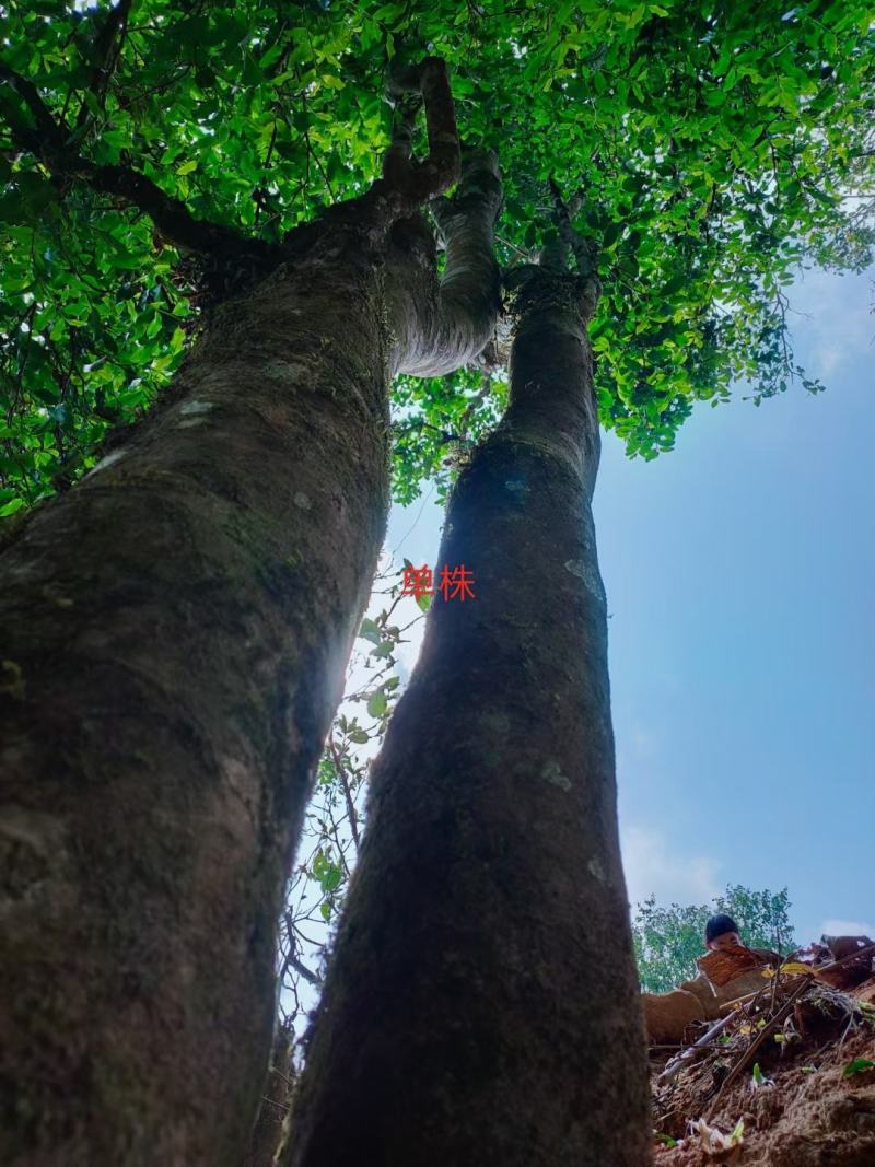 云南临沧白莺山古树茶