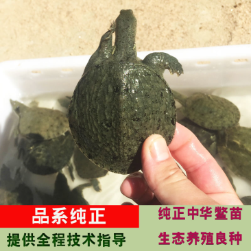 《精选》甲鱼苗规格齐全外塘苗场地直发包成活欢迎采购