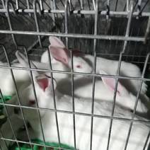 种兔培育，预售，包教饲养技术，回收成品兔