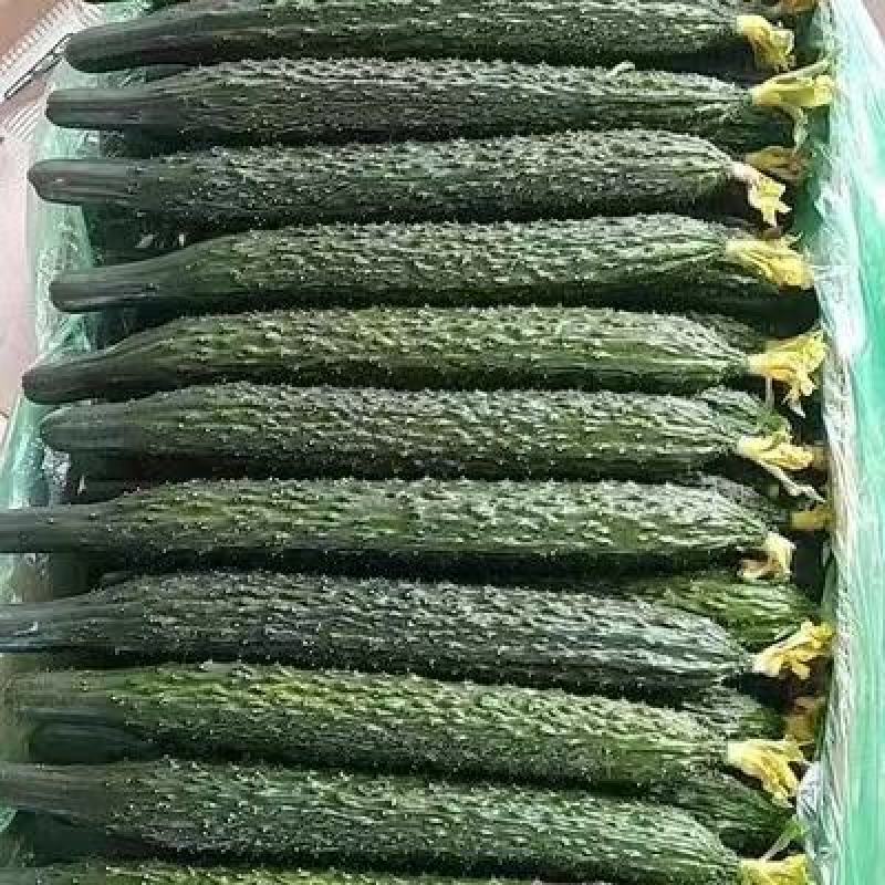 精品密刺黄瓜产地发货品质保证价格美丽欢迎来电咨询