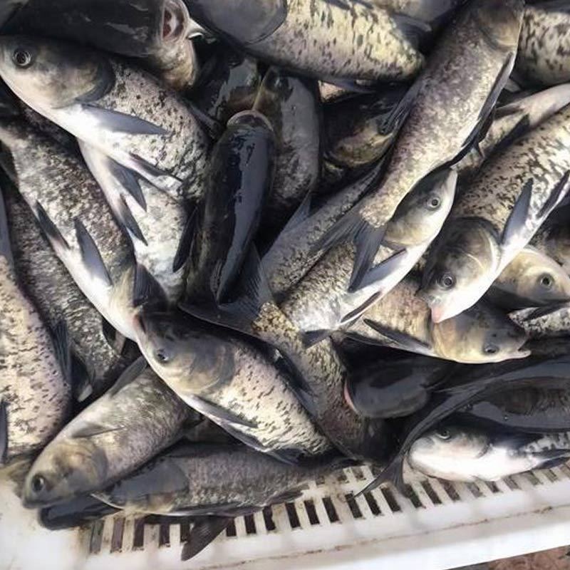 《推荐》花鲢鱼苗出售大中小精品大头、黑花鲢白鲢大量供应