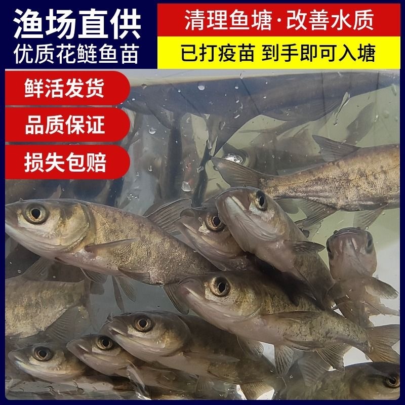 《推荐》花鲢鱼苗出售大中小精品大头、黑花鲢白鲢大量供应