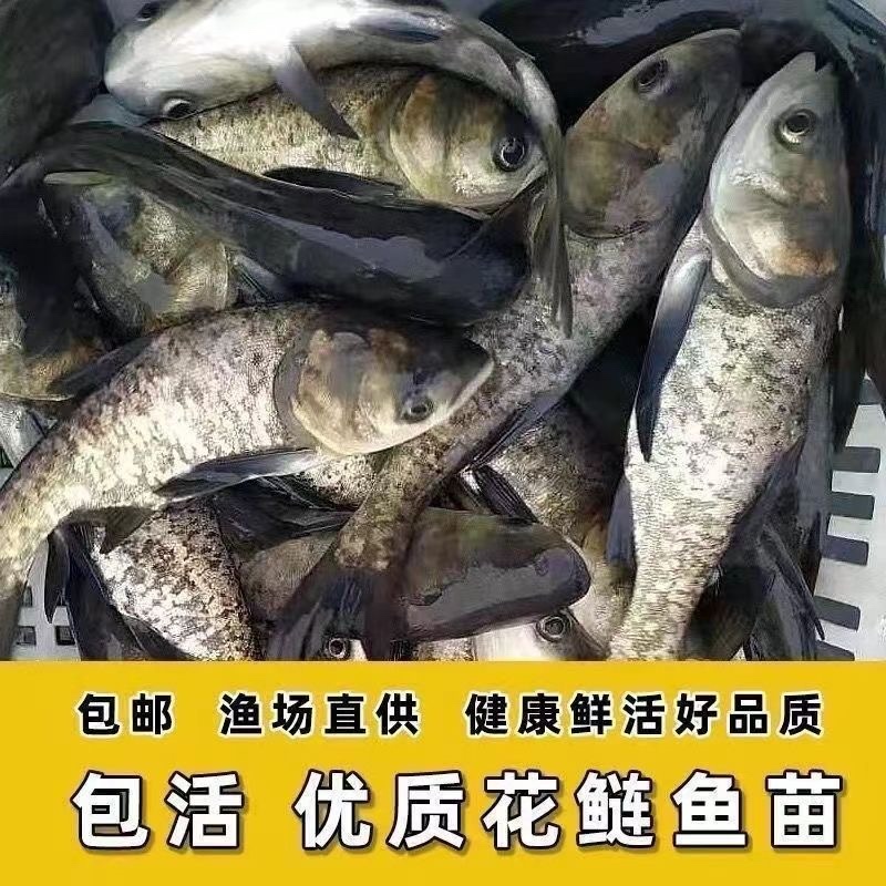 《推荐》花鲢鱼苗出售大中小精品大头、黑花鲢白鲢大量供应