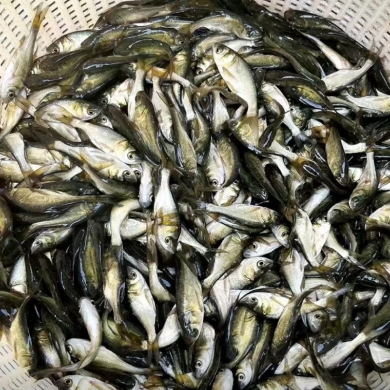 《推荐》花鲢鱼苗出售大中小精品大头、黑花鲢白鲢大量供应