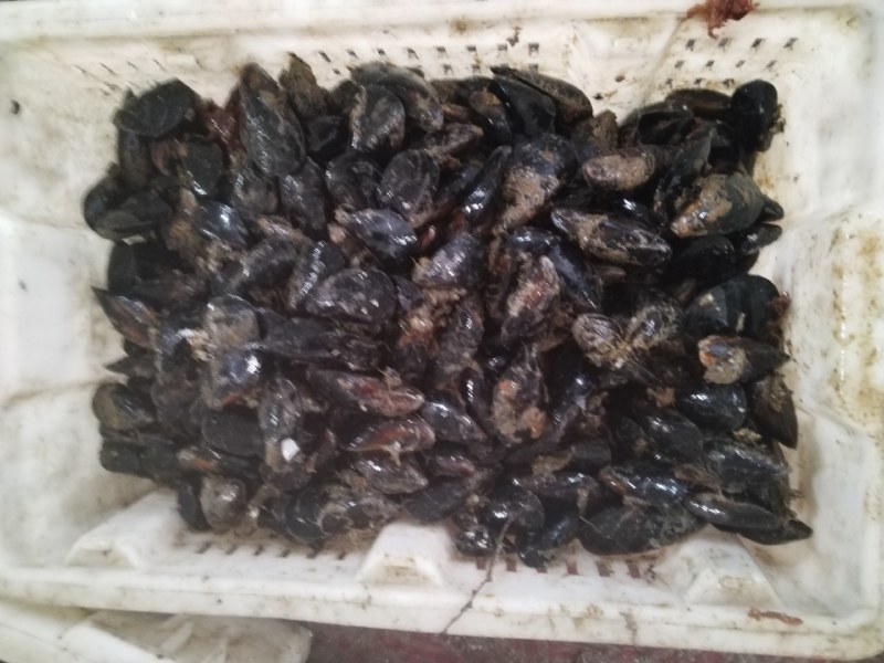 海虹
