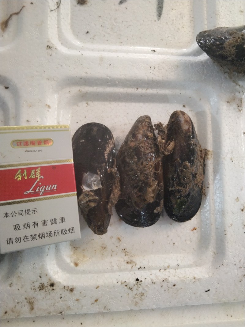 海虹