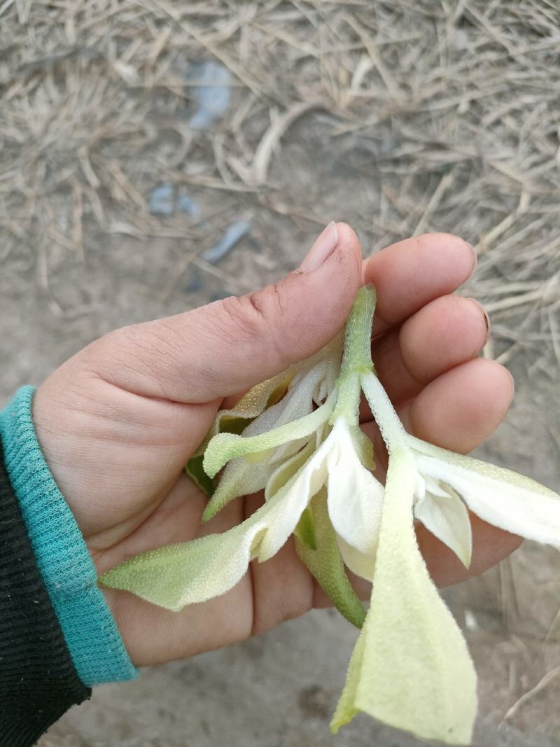 非洲冰草，白冰草，绿冰草，花冰草，雪莲心，