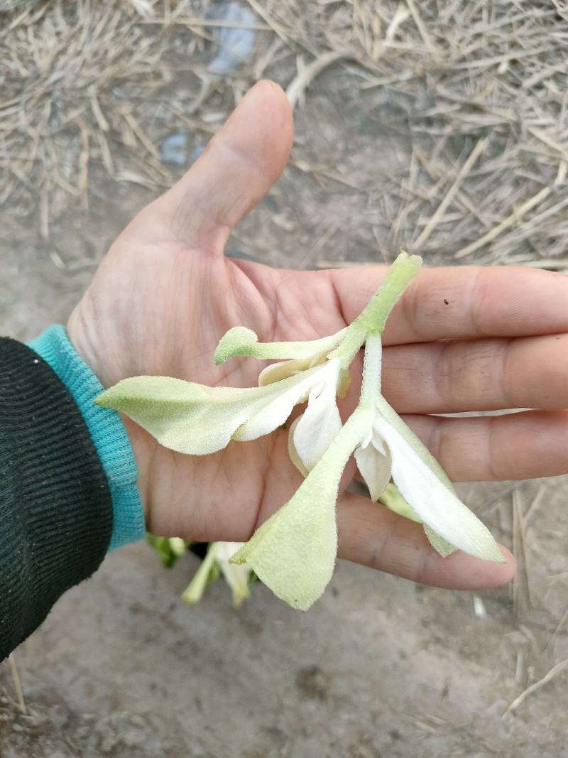 非洲冰草，白冰草，绿冰草，花冰草，雪莲心，