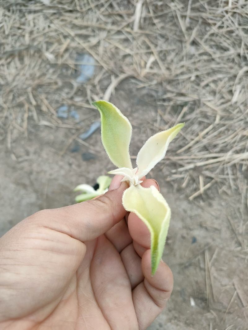 非洲冰草，白冰草，绿冰草，花冰草，雪莲心，