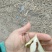 非洲冰草，白冰草，绿冰草，花冰草，雪莲心，
