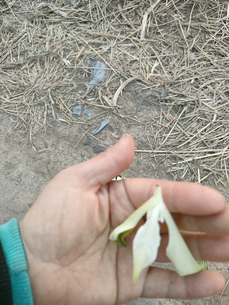 非洲冰草，白冰草，绿冰草，花冰草，雪莲心，