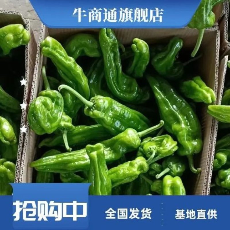 鲜辣椒山东兰陵芜湖椒薄皮椒全国发货品质保证以质论价