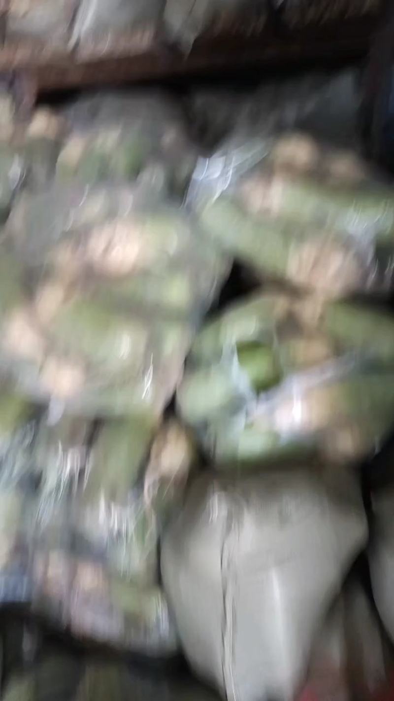 陕西省，渭南市，华州区，冷库贮存青皮萝卜，皮青，肉翠味甜