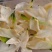 非洲冰草，白冰草，绿冰草，花冰草，雪莲心，