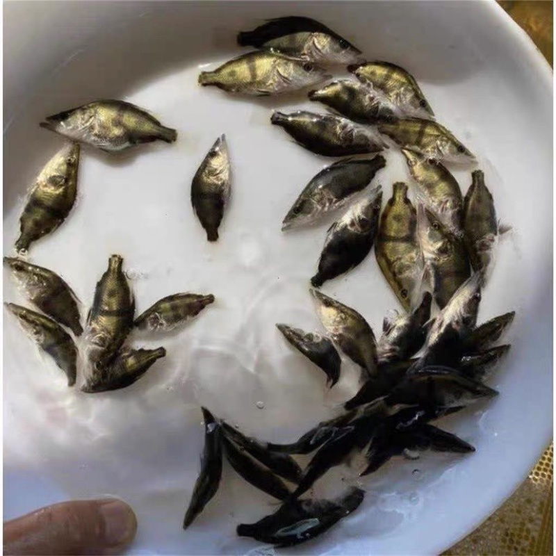 《推荐》桂鱼苗，鳜鱼苗，改良品种公司繁育，抗病强品质保证