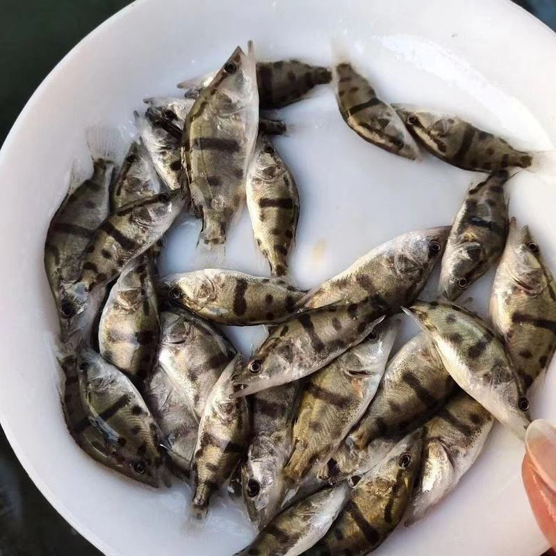 《推荐》桂鱼苗，鳜鱼苗，改良品种公司繁育，抗病强品质保证