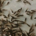 【鲈鱼苗】鲈鱼苗公分苗/草混子/淡水鱼/基地直发/有质保