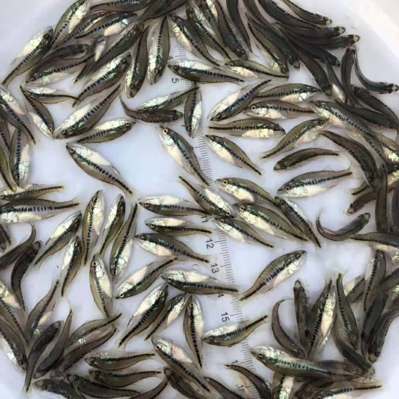 【鲈鱼苗】鲈鱼苗公分苗/草混子/淡水鱼/基地直发/有质保