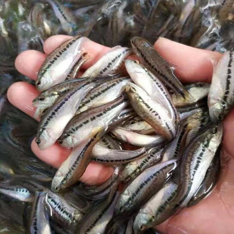 【鲈鱼苗】鲈鱼苗公分苗/草混子/淡水鱼/基地直发/有质保