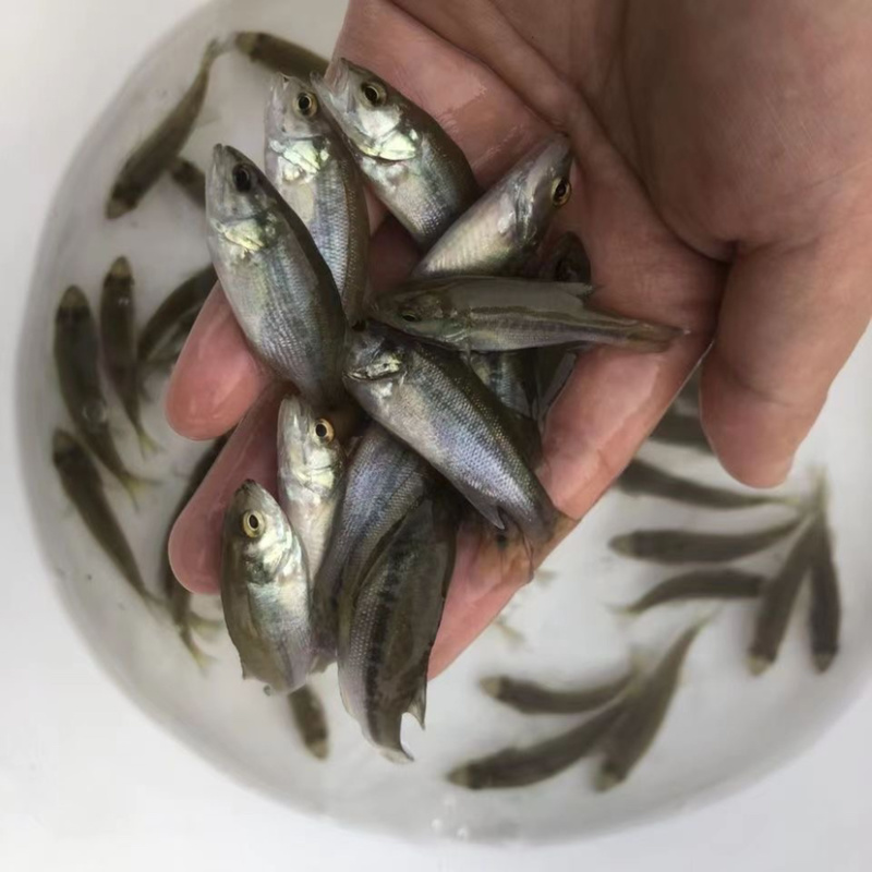 【鲈鱼苗】鲈鱼苗公分苗/草混子/淡水鱼/基地直发/有质保
