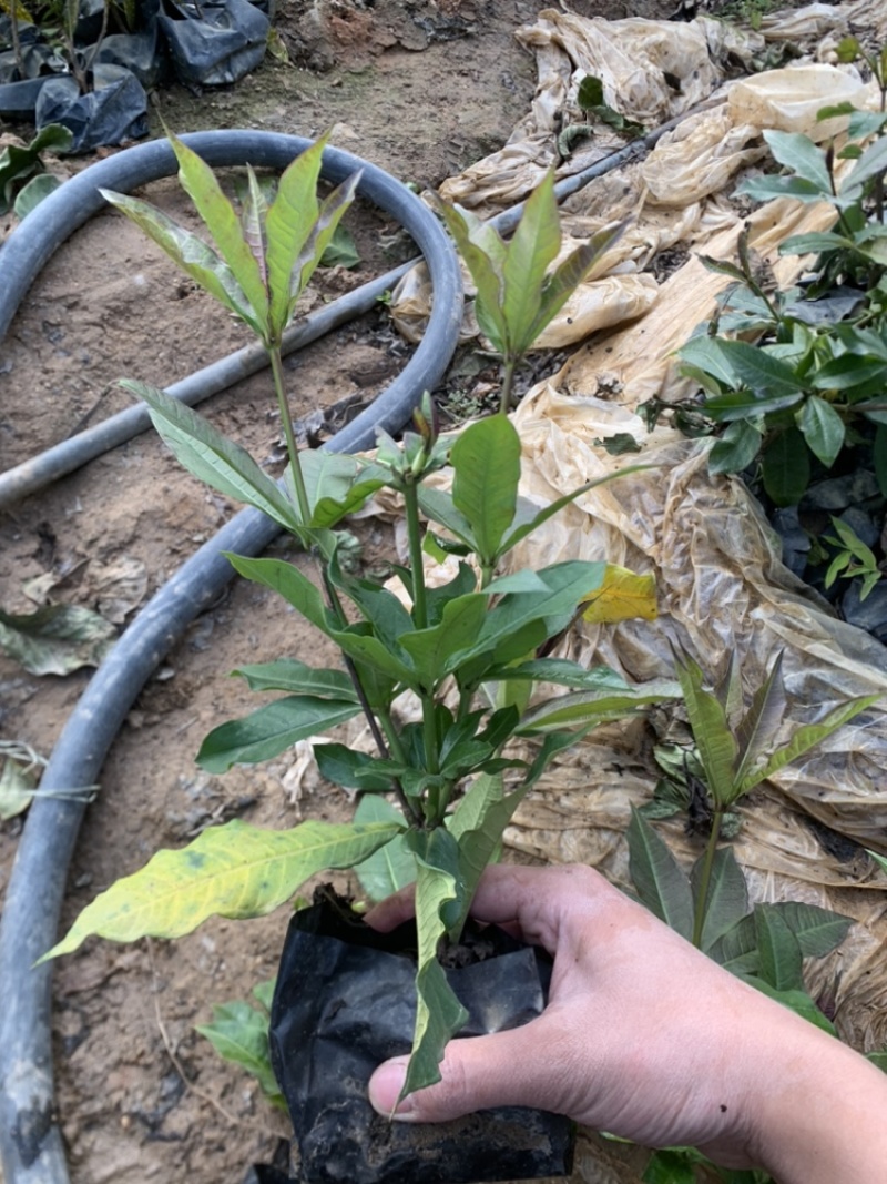硬枝黄蝉，自家基地直供，质量有保障欢迎来实地考察