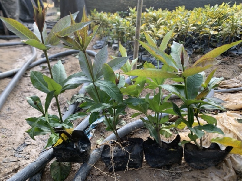 硬枝黄蝉，自家基地直供，质量有保障欢迎来实地考察