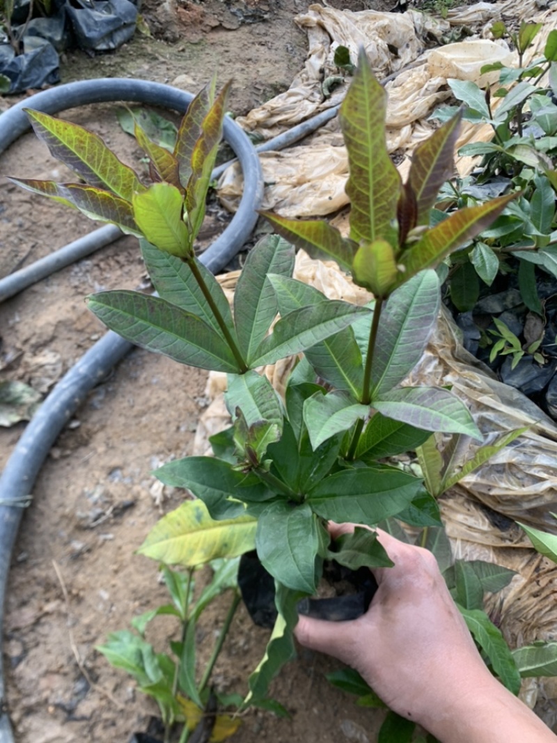硬枝黄蝉，自家基地直供，质量有保障欢迎来实地考察