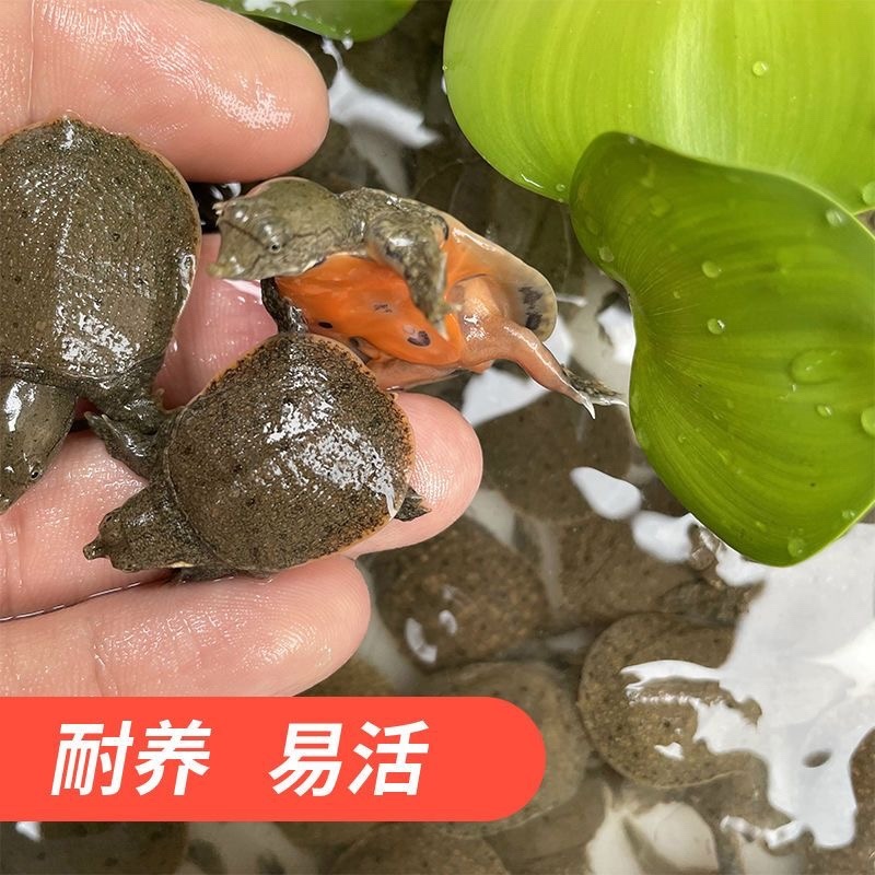 《精选》甲鱼苗规格齐全外塘苗场地直发包成活欢迎采购