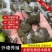 《精选》甲鱼苗规格齐全外塘苗场地直发包成活欢迎采购