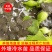 《精选》甲鱼苗规格齐全外塘苗场地直发包成活欢迎采购