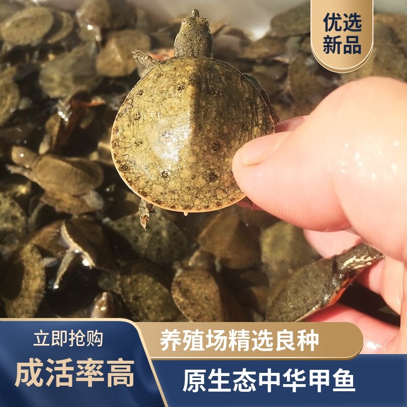 《精选》甲鱼苗规格齐全外塘苗场地直发包成活欢迎采购