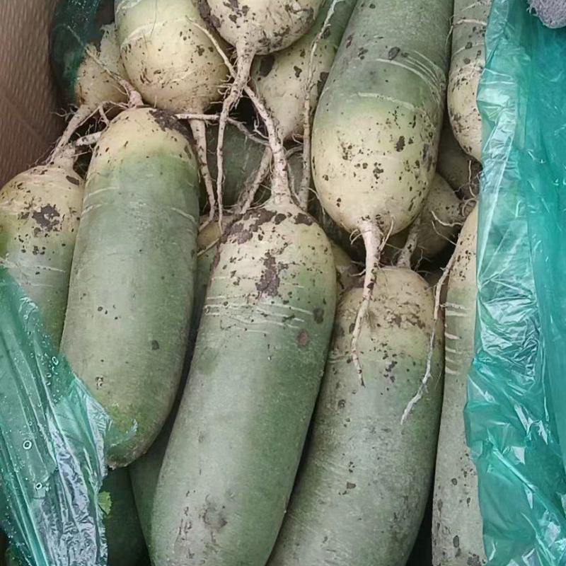 精品水果萝卜有货市场货加工厂货都有口感很好