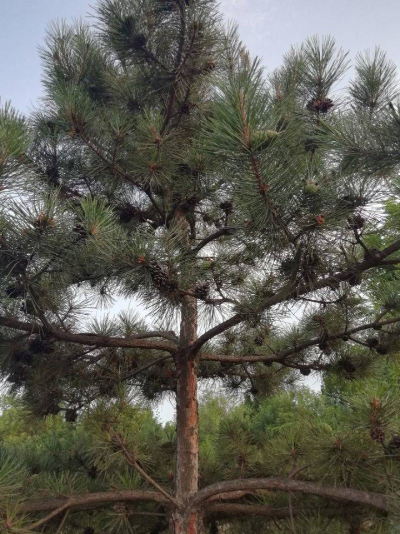 优质马尾松，株高5米左右，整棵出售，可去现场挖，带泥根