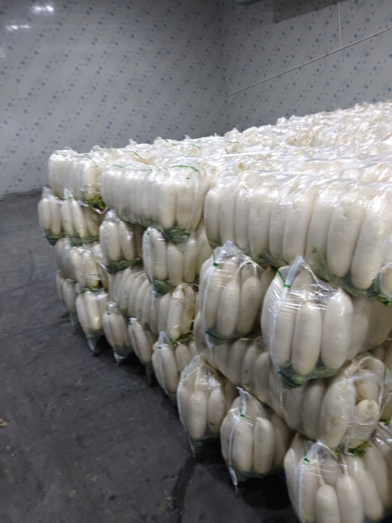 萝卜上市，产地直销，量大从优，价格随行就市，可视频看货，