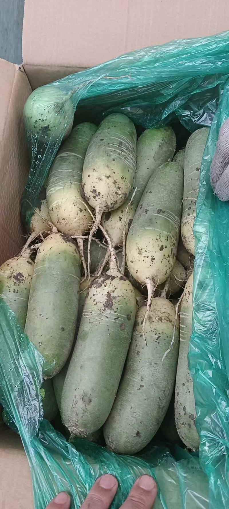 精品水果萝卜有货市场货加工厂货都有口感很好