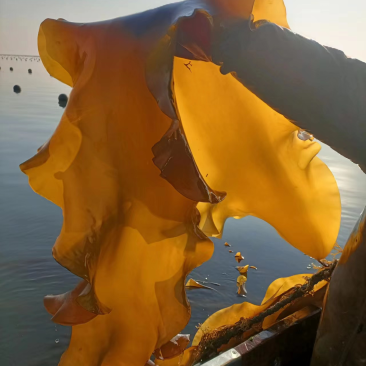 优选鲜海带产地一手货源质量保障价格优惠大量供应