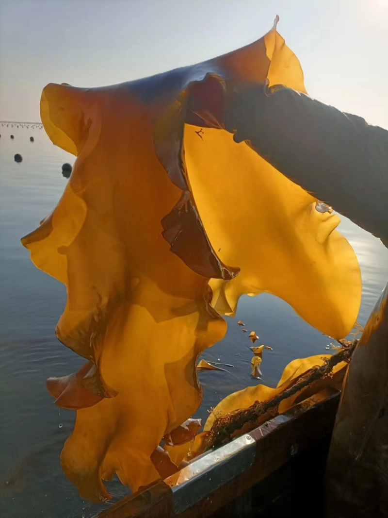 优选鲜海带产地一手货源质量保障价格优惠大量供应