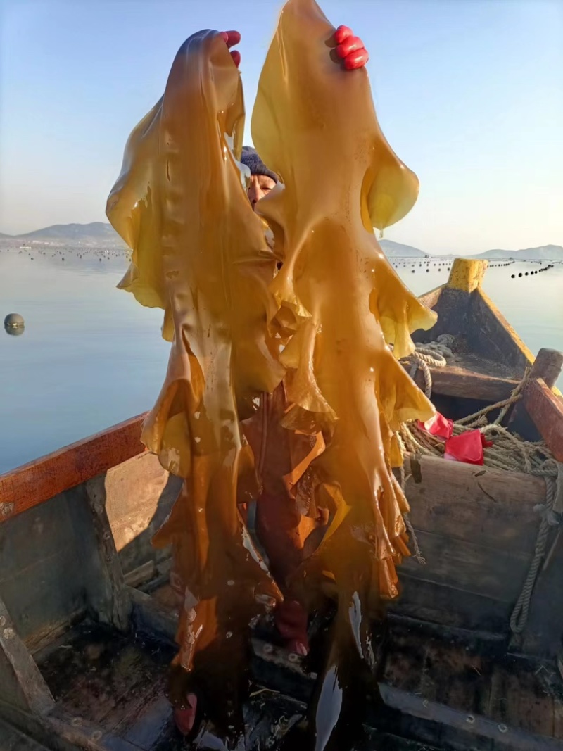 优选鲜海带产地一手货源质量保障价格优惠大量供应